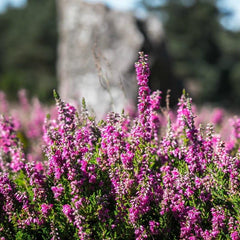 Scottish Flora Bath Salts - Soothing - Rainbow Life