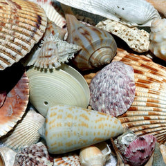 Purple Teardrop Shell On Cord Necklace