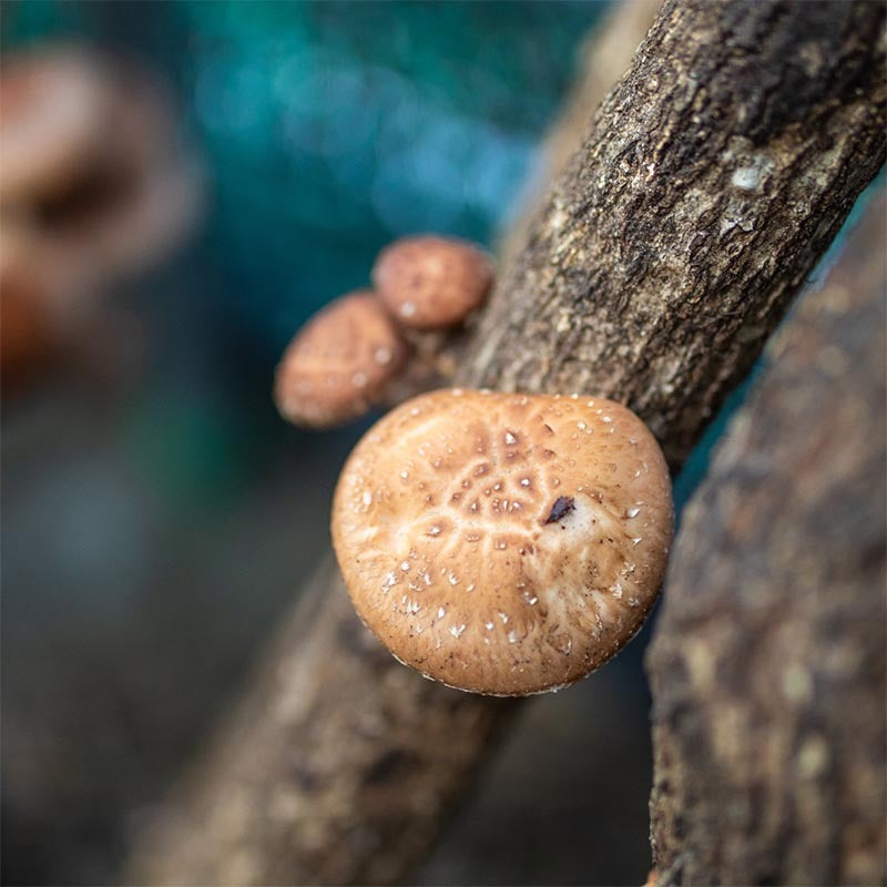 7 Mushrooms Mix Organic 100 grams