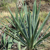 Natural Soap Bag - Sisal