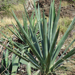 Natural Soap Bag - Sisal