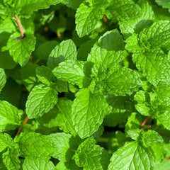 Roll On Essential Oil Blend - Cheer Up!