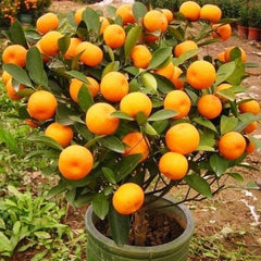 Tangerine Essential Oil - Rainbow Life