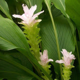 Turmeric Essential Oil - Rainbow Life