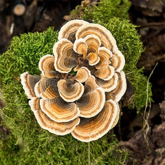 Turkey Tail Mushroom Powder Coriolus Versicolor Organic 100g