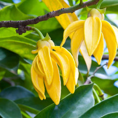 Massage Oil Blend- Wellbeing