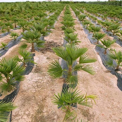The Impact of Palm Oil on the Environment and Ethical Alternatives