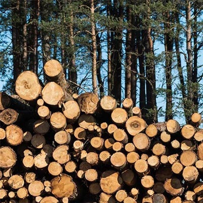 Tips for Reducing Your Paper Consumption and Supporting Sustainable Forestry