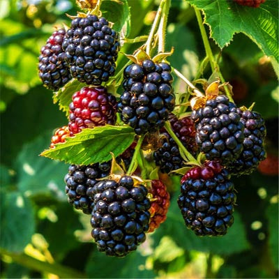 Autumn Foraging – Rainbow Life