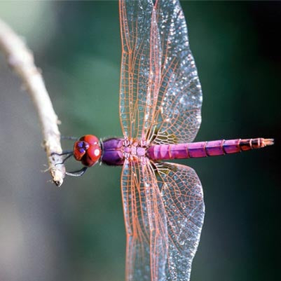 Dragonflies - Rainbow Life