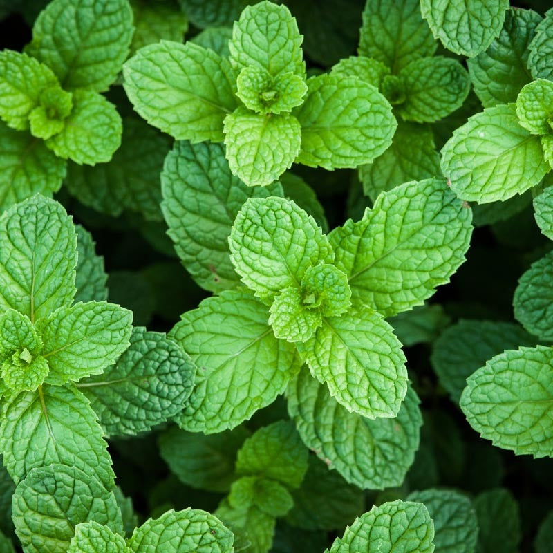 Load image into Gallery viewer, Essential Oil-Peppermint
