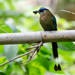 Song bird on bamboo branch