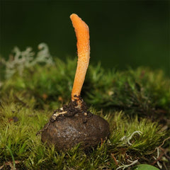 Cordyceps Mushroom Capsules Organic 450mg 60pcs