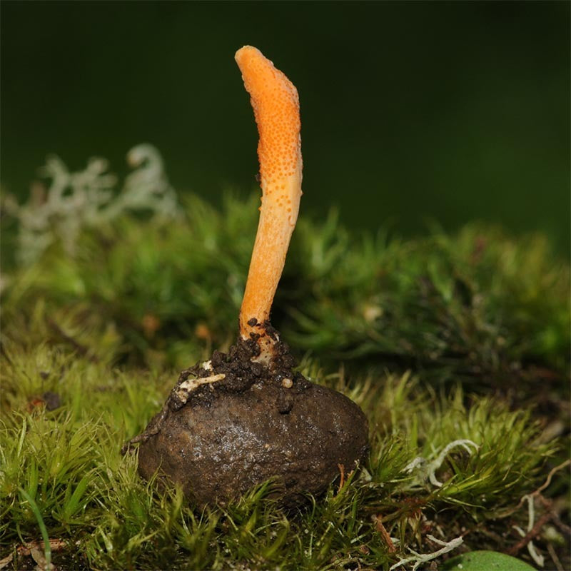 Load image into Gallery viewer, Cordyceps Mushroom Powder Organic 100g
