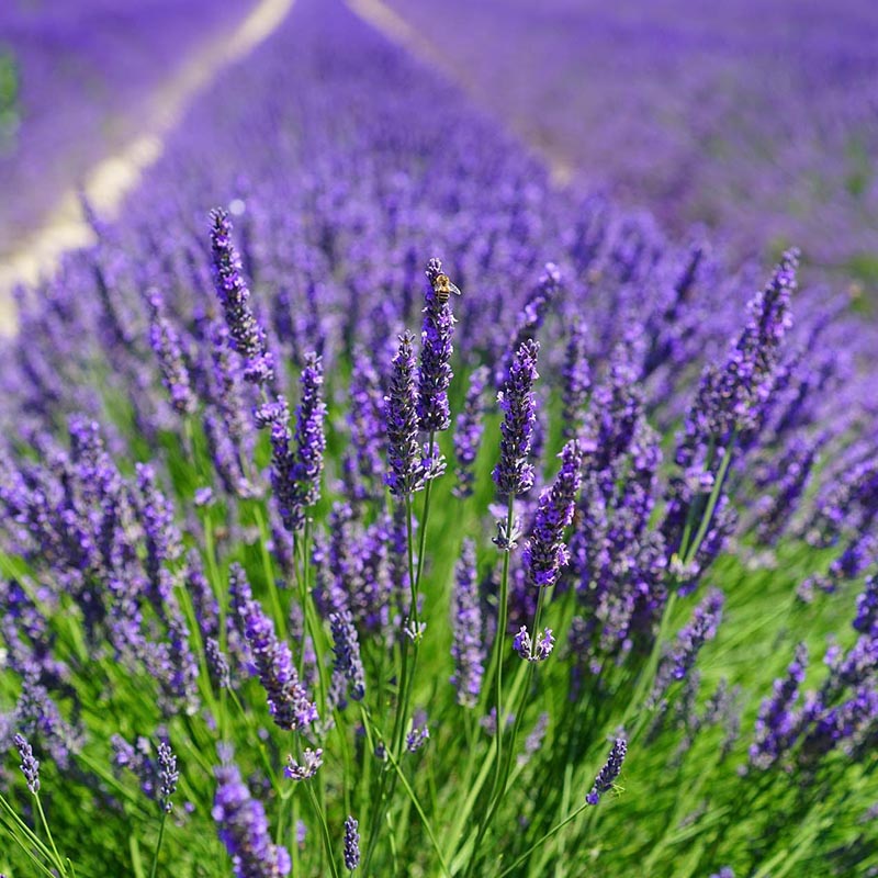 Load image into Gallery viewer, Lavender Wheat Bag - Cornfield RELAX
