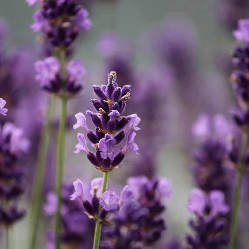 Lavender flower