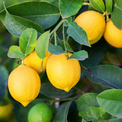 Lemon fruit in the tree